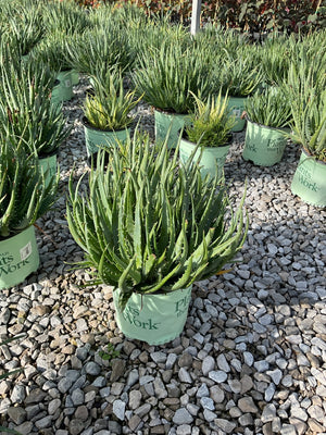 Hedgehog Aloe plants in nursery containers displayed on gravel, showing dense spiky green rosettes in gallon pots.