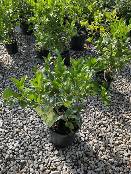Mexican Key Lime shrub in a #3 black nursery container displayed on a gravel surface at a garden center.