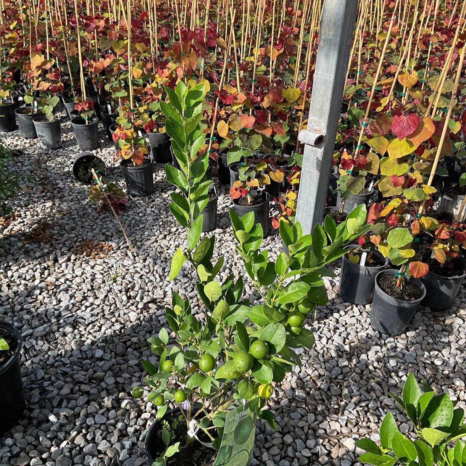 Mexican Key Lime tree in a #1 container with small green limes ripening on the branches, displayed at a nursery.