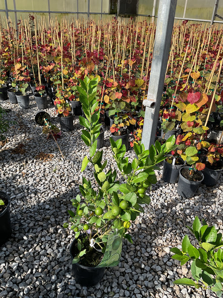 Mexican Key Lime tree in a #1 container with small green limes ripening on the branches, displayed at a nursery.