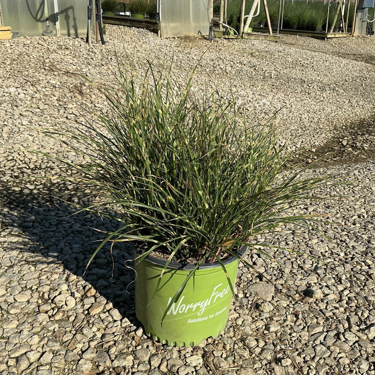 Bandwidth Maiden Grass in a #3 container showing fine-textured green and cream variegated foliage at a nursery.