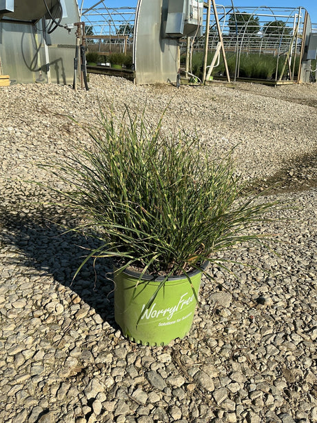 Bandwidth Maiden Grass in a #3 container showing fine-textured green and cream variegated foliage at a nursery.