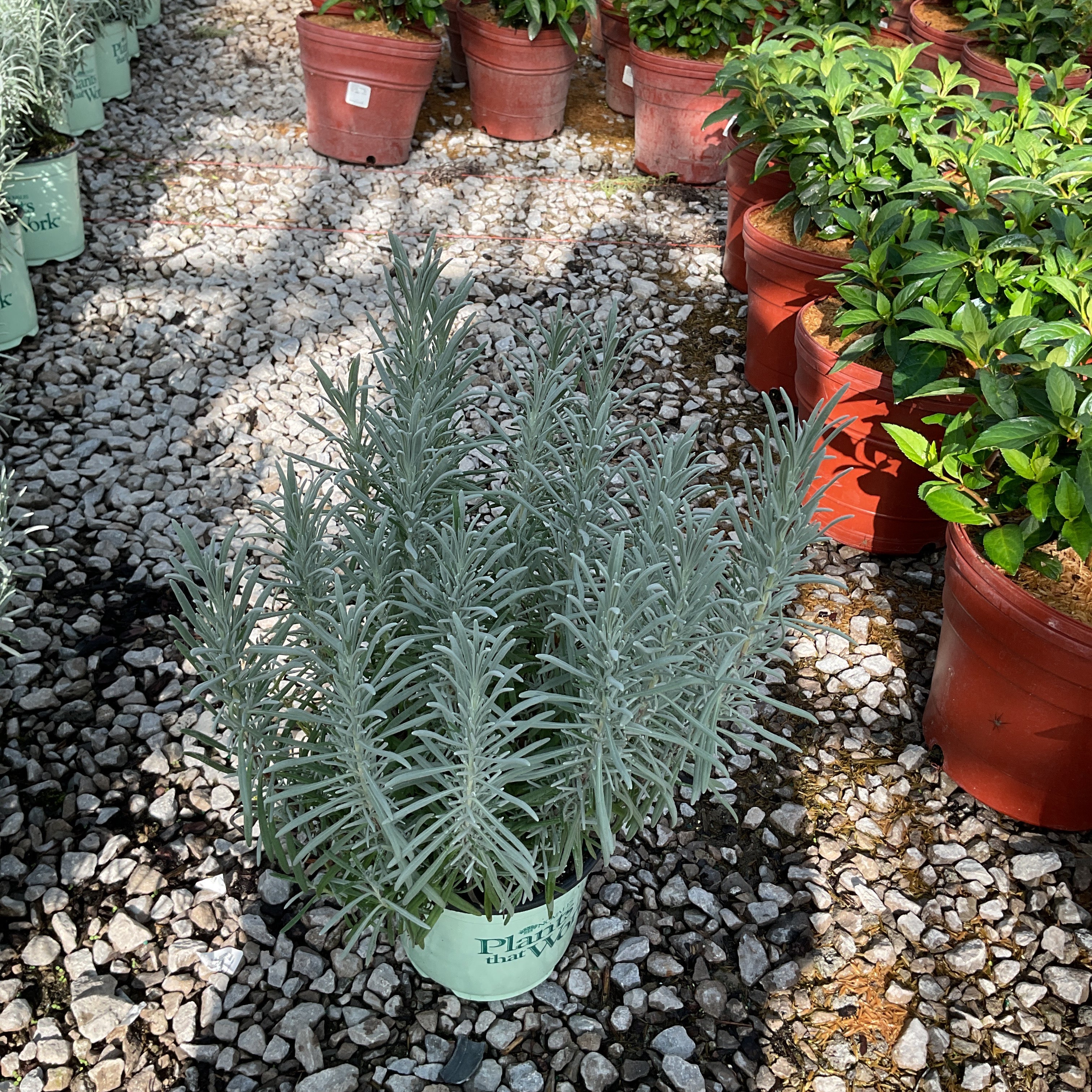 Phenomenal Lavender in a #1 container displays silvery-green foliage at a nursery, surrounded by other potted plants on gravel.