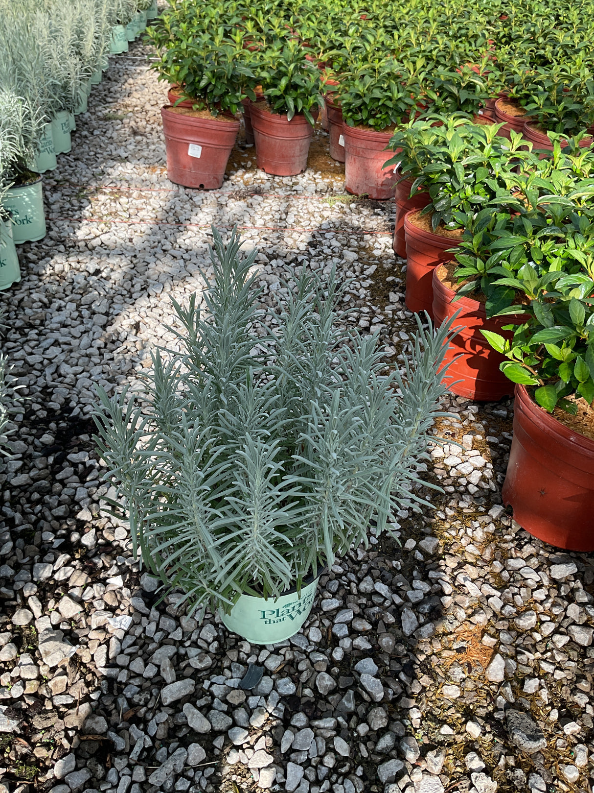 Phenomenal Lavender in a #1 container displays silvery-green foliage at a nursery, surrounded by other potted plants on gravel.
