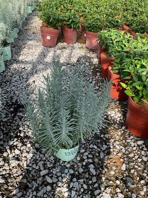 Phenomenal Lavender in a #1 container displays silvery-green foliage at a nursery, surrounded by other potted plants on gravel.