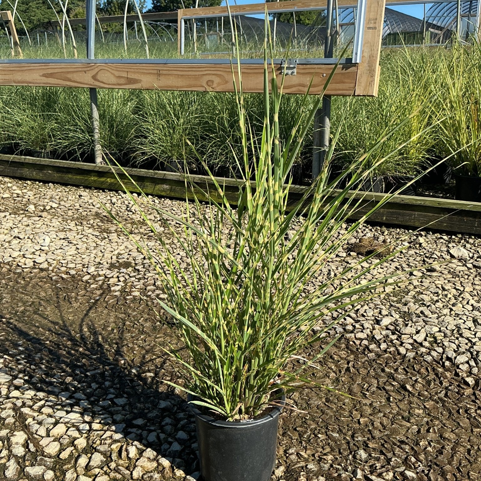 Porcupine Grass Miscanthus sinensis Strictus in a #1 container with upright variegated foliage at a nursery.