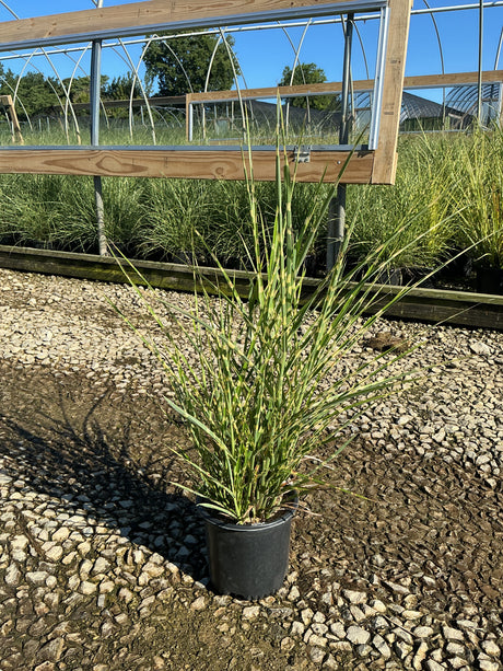 Porcupine Grass Miscanthus sinensis Strictus in a #1 container with upright variegated foliage at a nursery.
