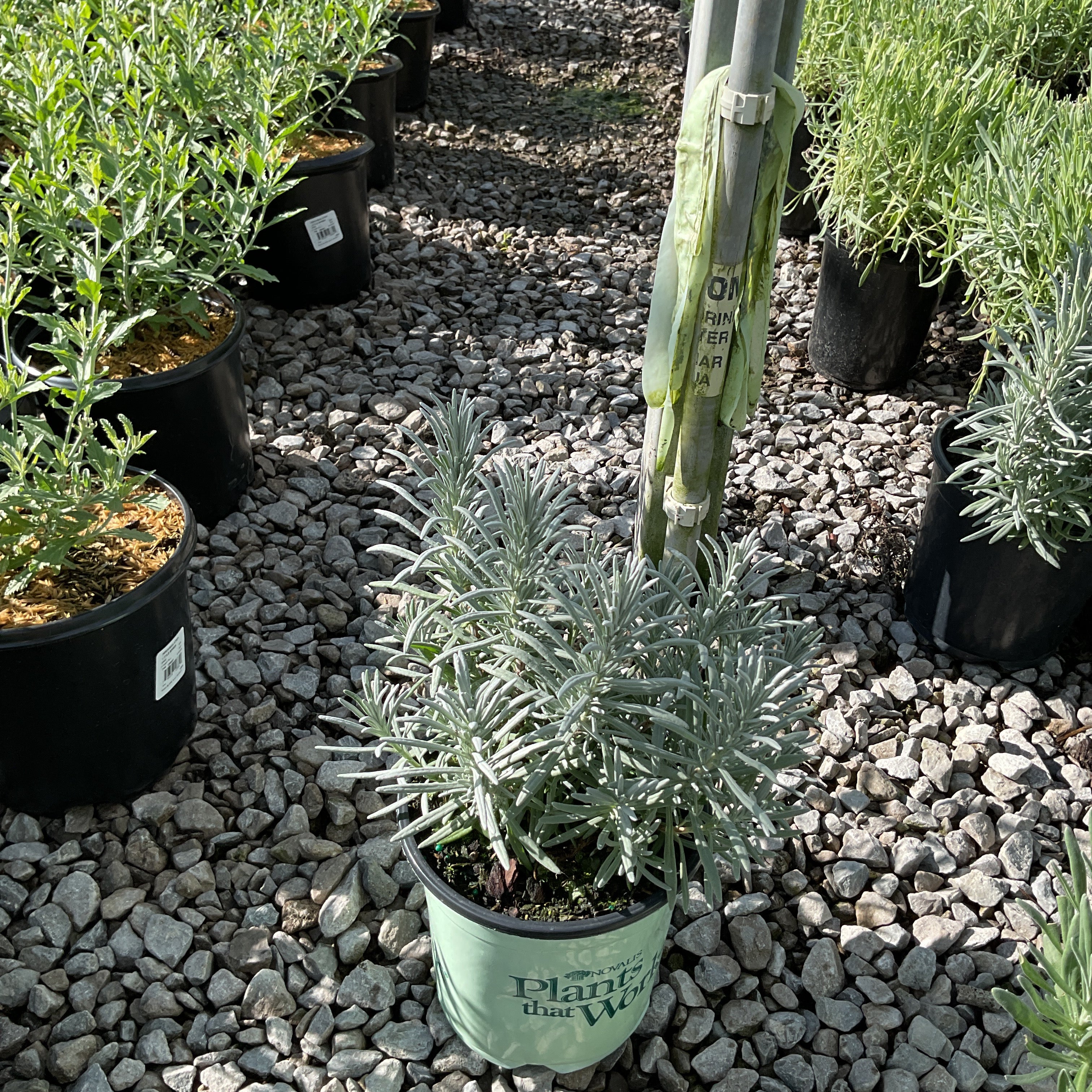 Sensational! Lavender in a #1 container with silvery-green foliage displayed on a gravel nursery path.