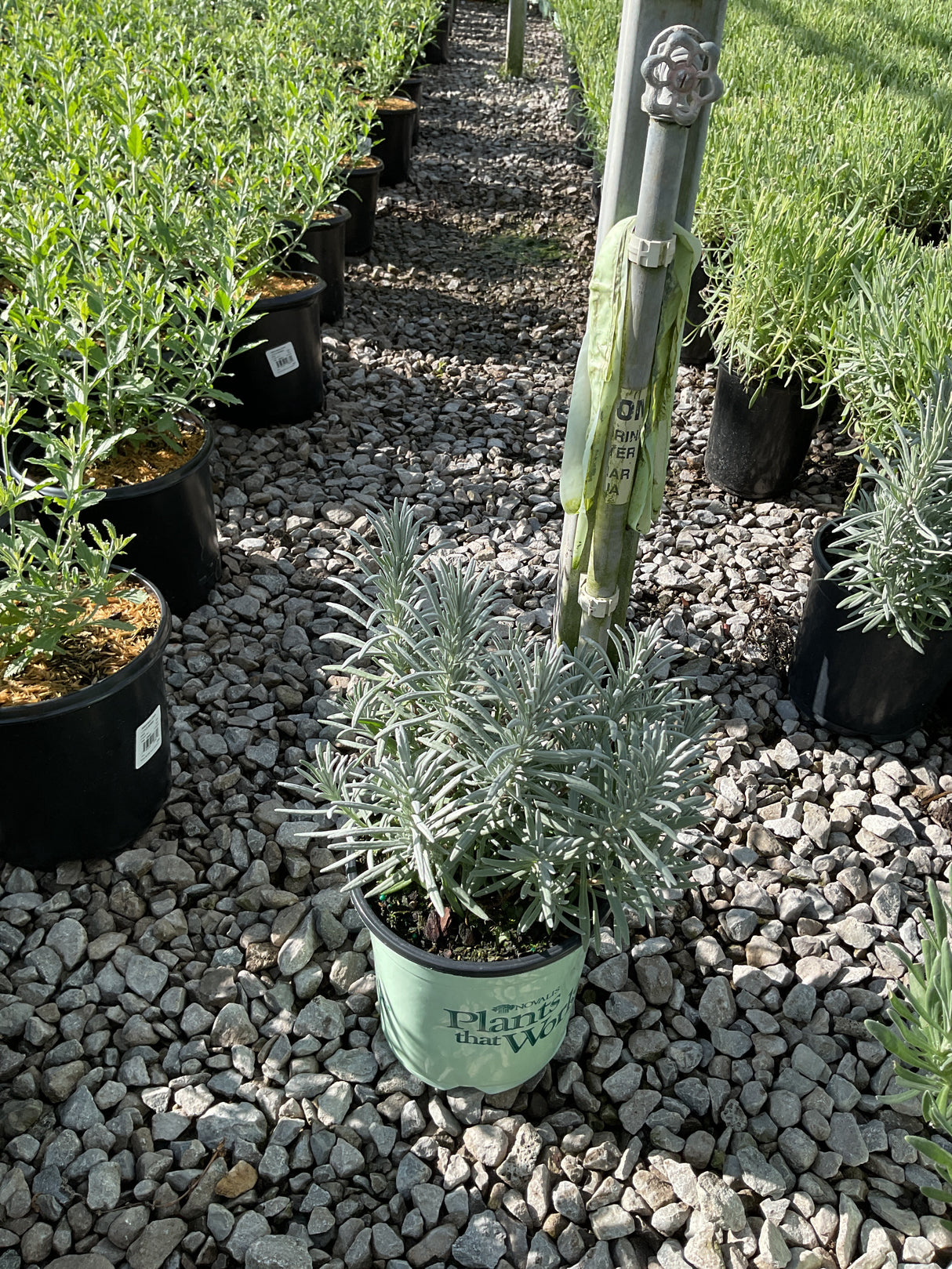 Sensational! Lavender in a #1 container with silvery-green foliage displayed on a gravel nursery path.