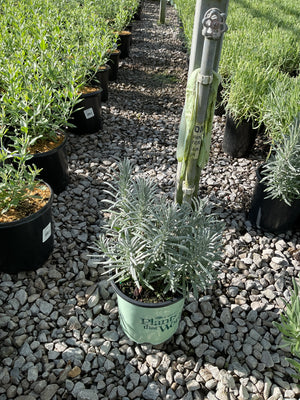 Sensational! Lavender in a #1 container with silvery-green foliage displayed on a gravel nursery path.