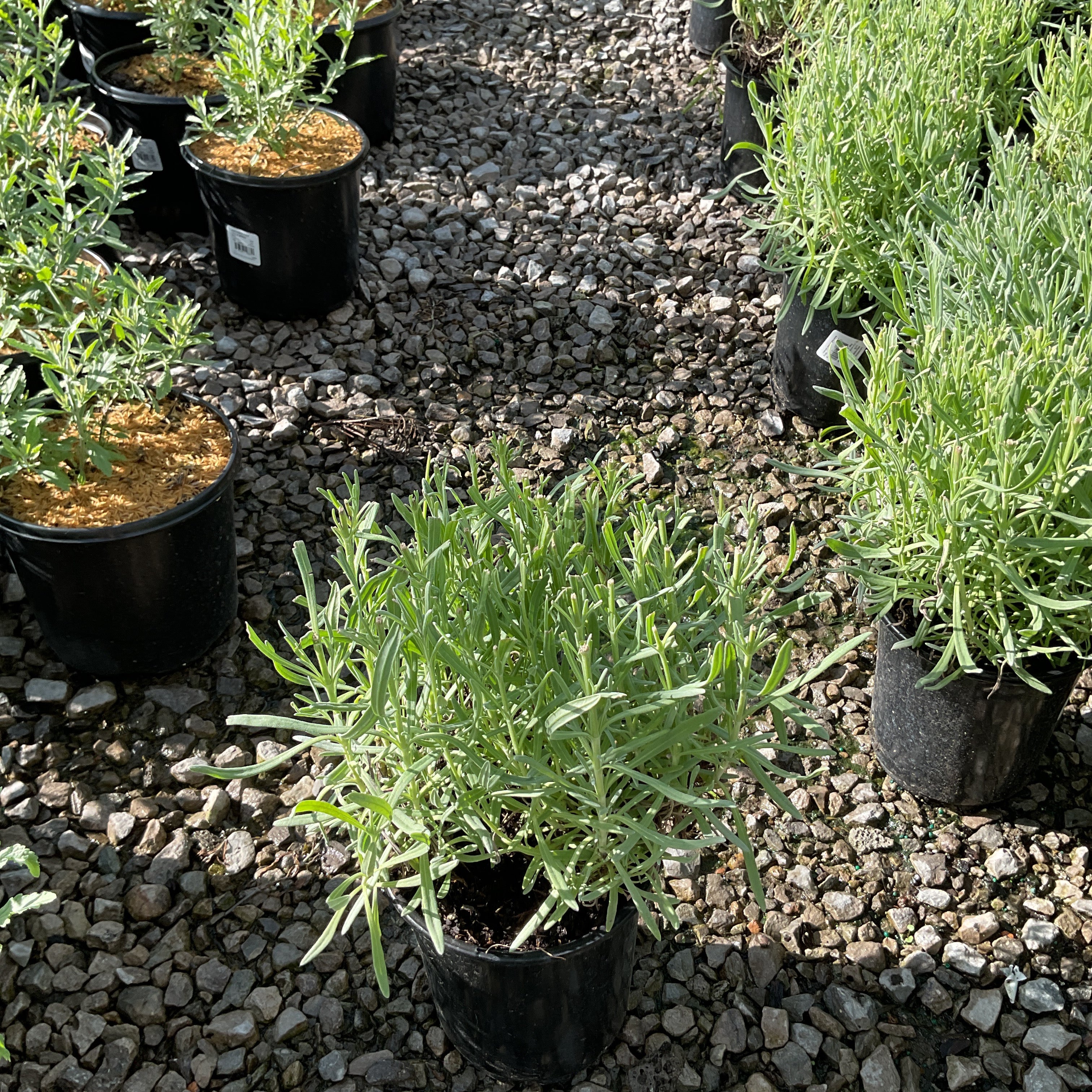 Provence Lavender in a black #1 container displayed on a gravel path at a nursery, showing silvery-green foliage.