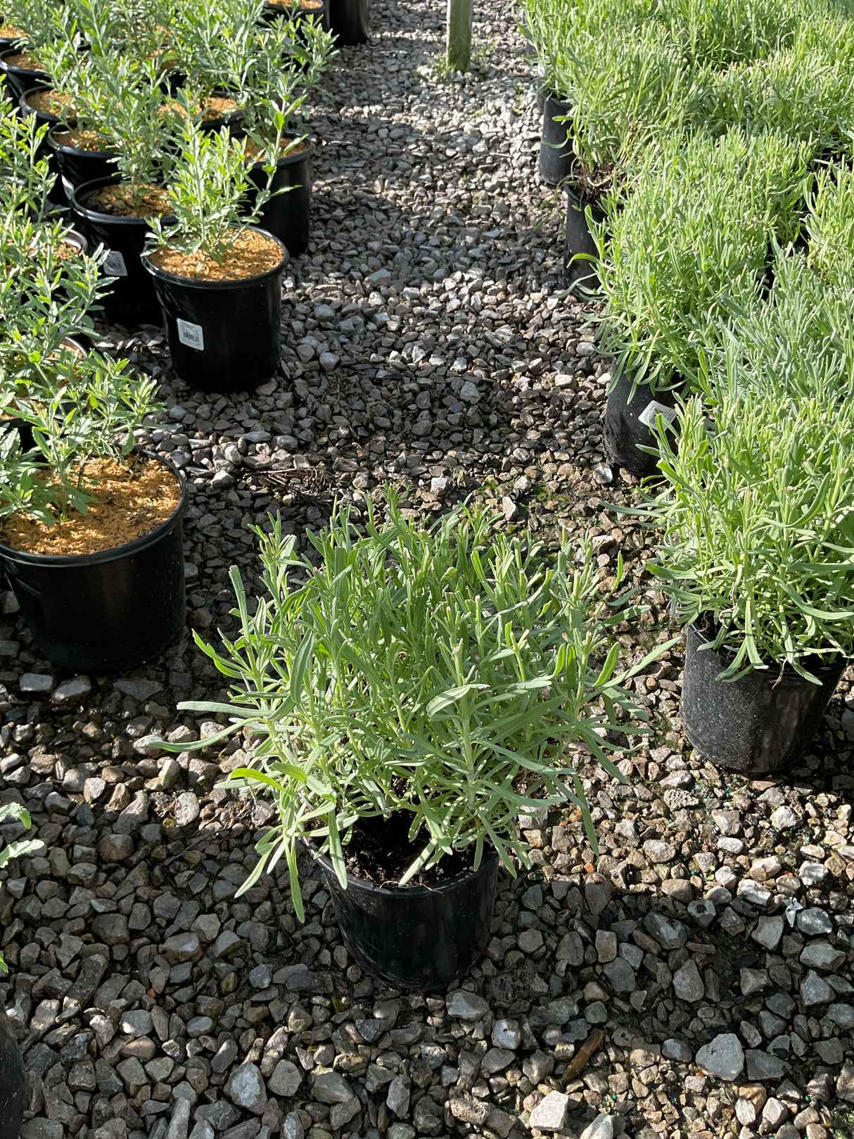 Provence Lavender in a black #1 container displayed on a gravel path at a nursery, showing silvery-green foliage.