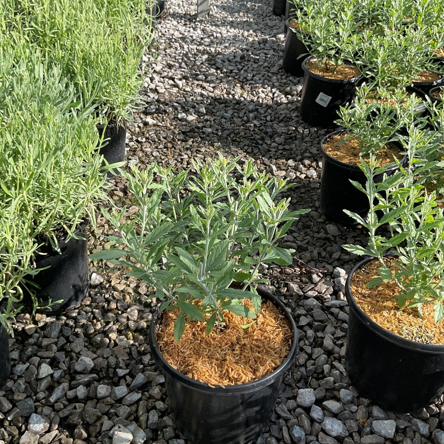 Little Spire Russian Sage plants in black nursery containers displayed along a gravel path at a garden center.
