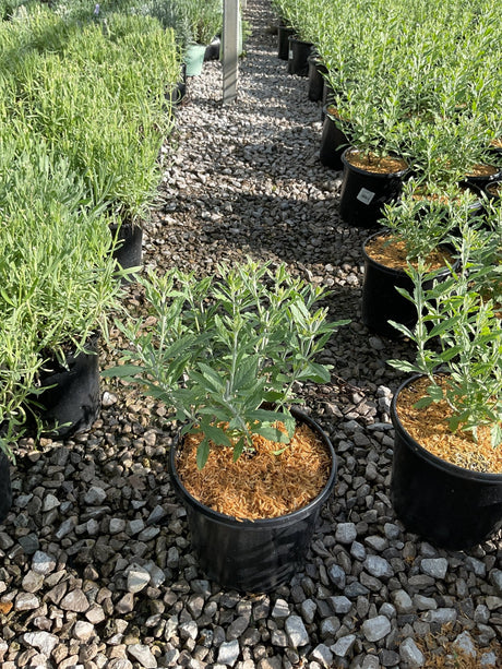 Little Spire Russian Sage plants in black nursery containers displayed along a gravel path at a garden center.