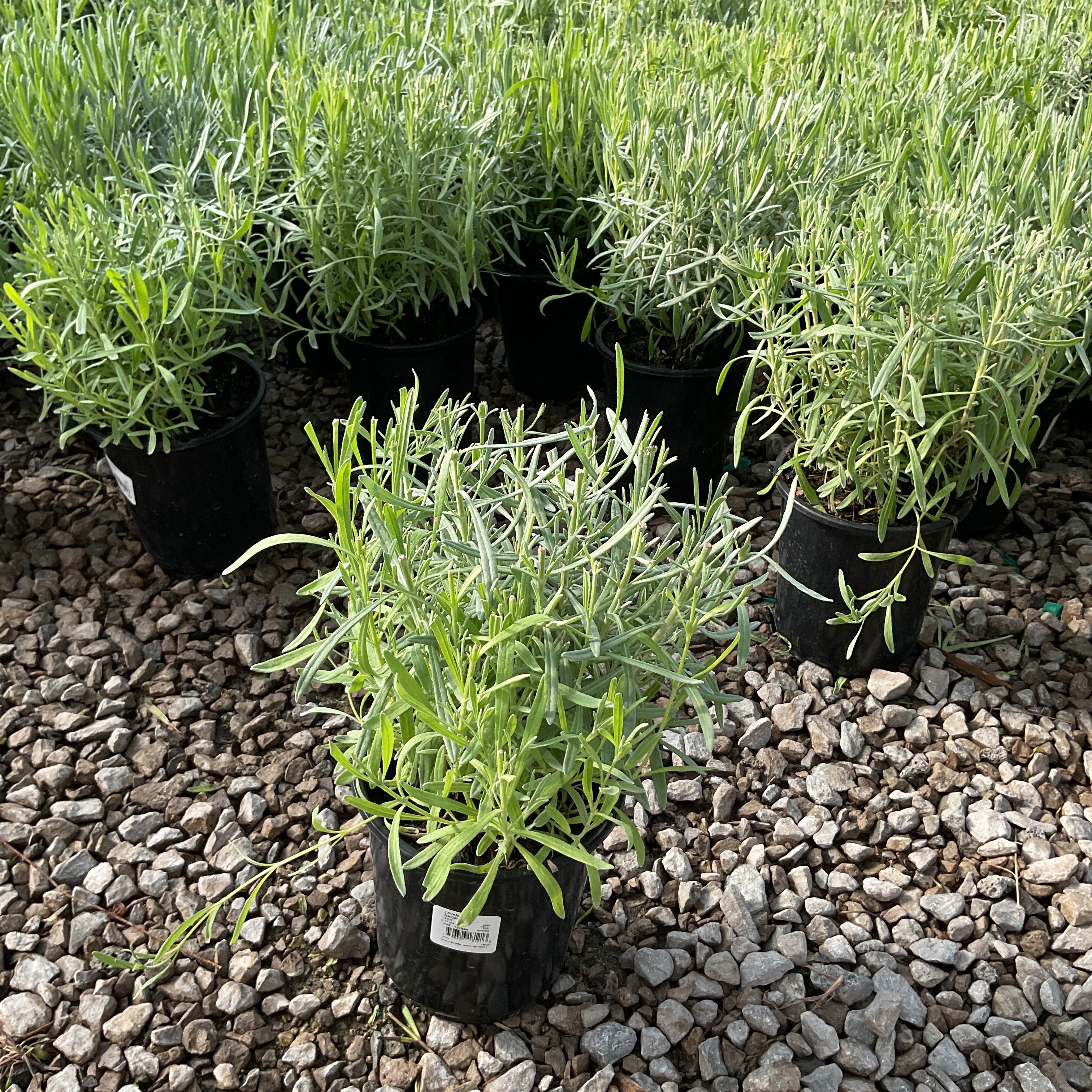Grosso Lavender plants in black nursery containers displayed on a gravel surface at a garden center.