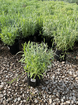 Grosso Lavender plants in black nursery containers displayed on a gravel surface at a garden center.