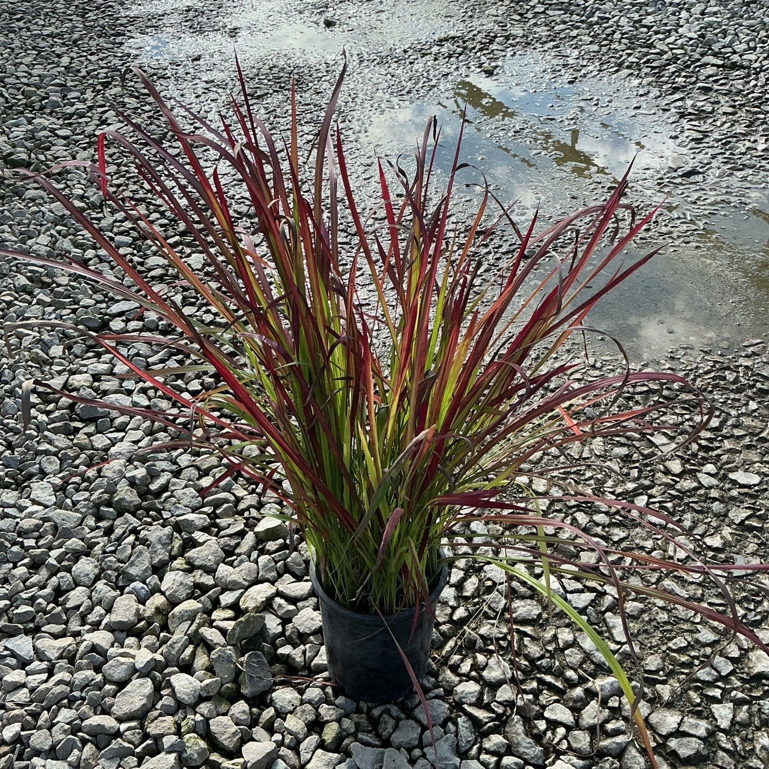Red Baron Japanese Blood Grass in a #1 container, showing vivid red and green upright blades on a gravel surface.