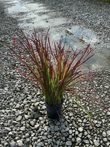 Red Baron Japanese Blood Grass in a #1 container, showing vivid red and green upright blades on a gravel surface.