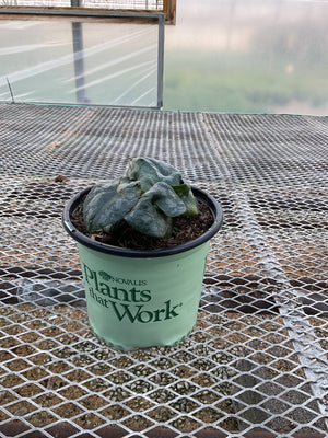 Chinese Wild Ginger in a #1 nursery container, showing dark green textured foliage inside a greenhouse.