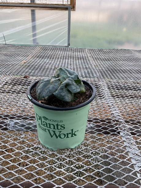 Chinese Wild Ginger in a #1 nursery container, showing dark green textured foliage inside a greenhouse.