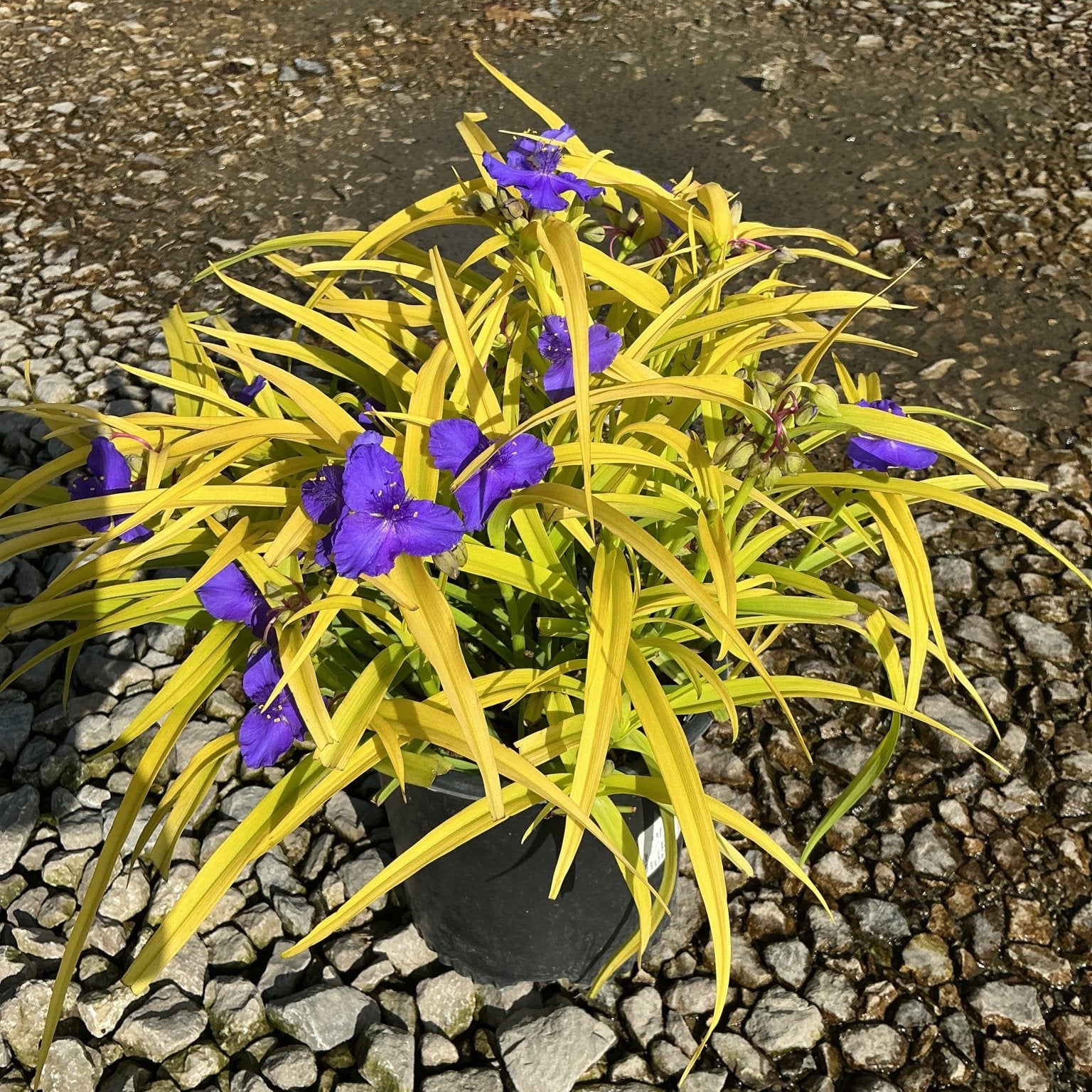 Sweet Kate Spiderwort with bright golden-yellow foliage and vivid purple blooms growing in a black nursery container.