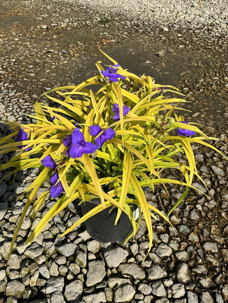 Sweet Kate Spiderwort with bright golden-yellow foliage and vivid purple blooms growing in a black nursery container.