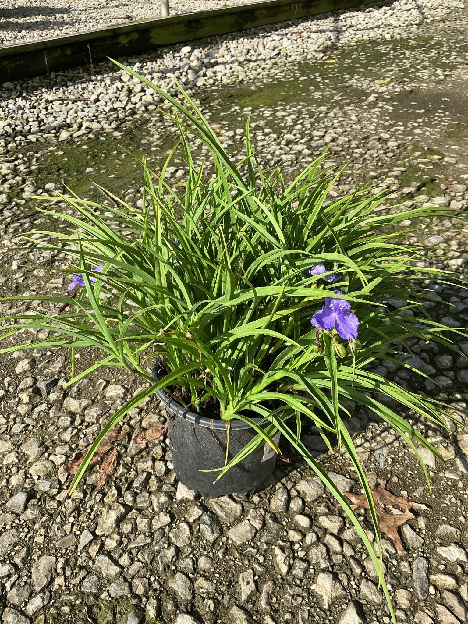 Amethyst Kiss™ Spiderwort | Purple Reblooming Native | Nature Hills
