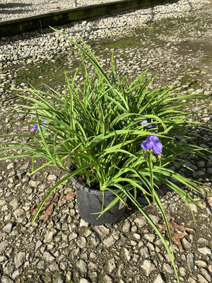Amethyst Kiss Spiderwort in a #1 container with arching green foliage and purple blooms, set on a gravel surface.