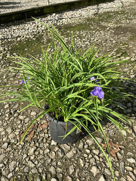 Amethyst Kiss Spiderwort in a #1 container with arching green foliage and purple blooms, set on a gravel surface.