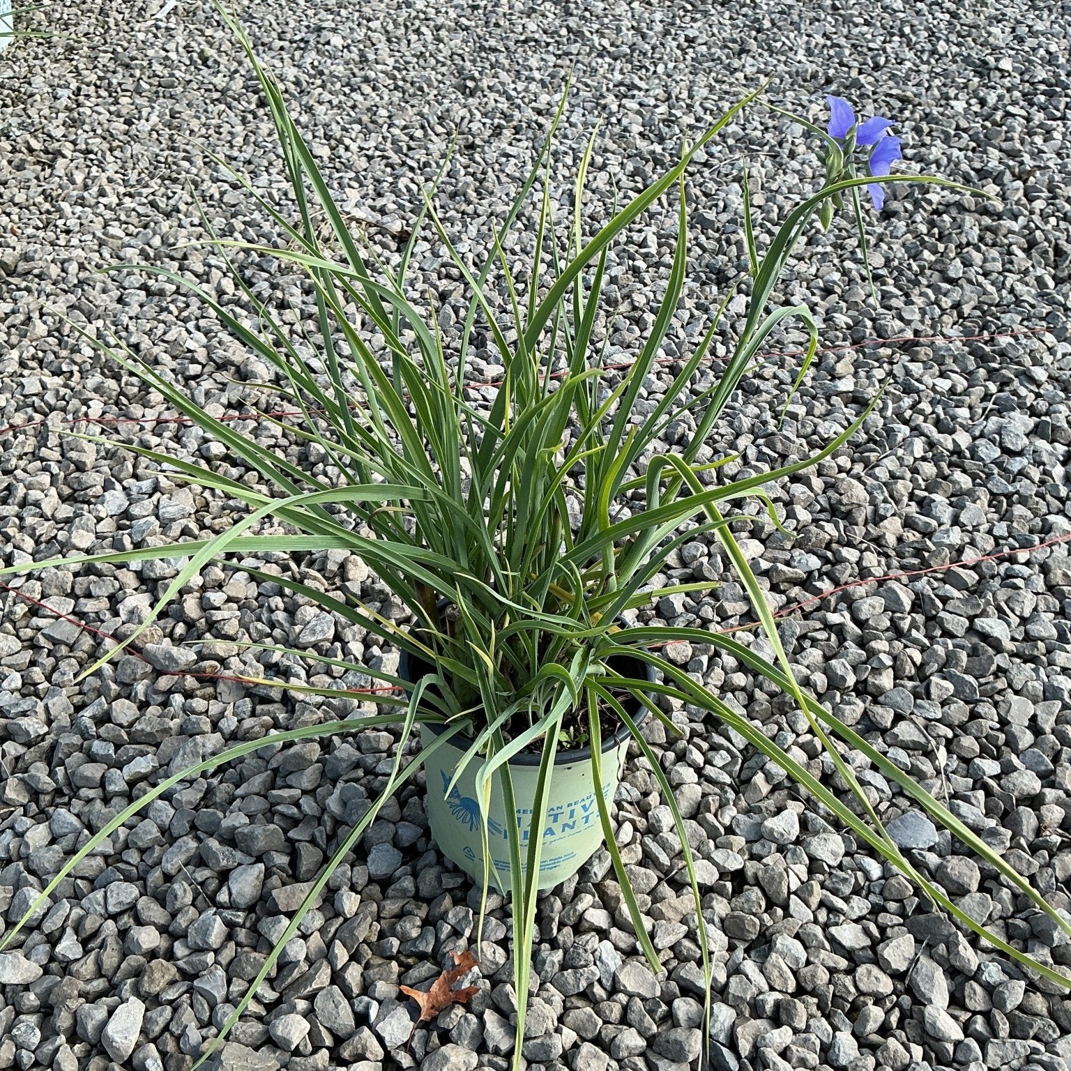 Ohio Spiderwort in a #1 container showing slender arching foliage and small blue-purple blooms on a gravel surface.