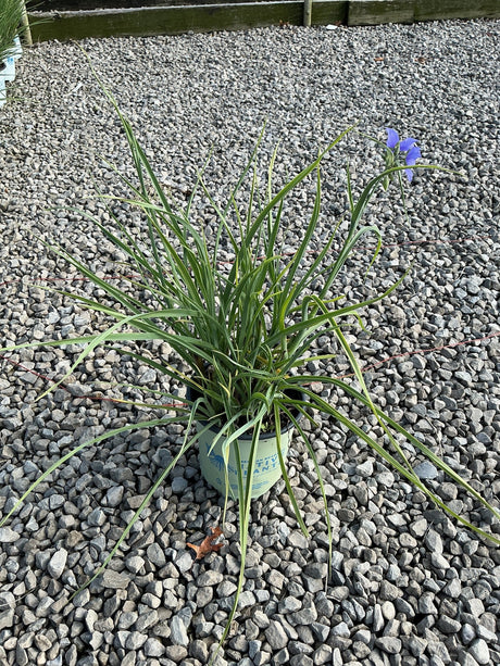 Ohio Spiderwort in a #1 container showing slender arching foliage and small blue-purple blooms on a gravel surface.