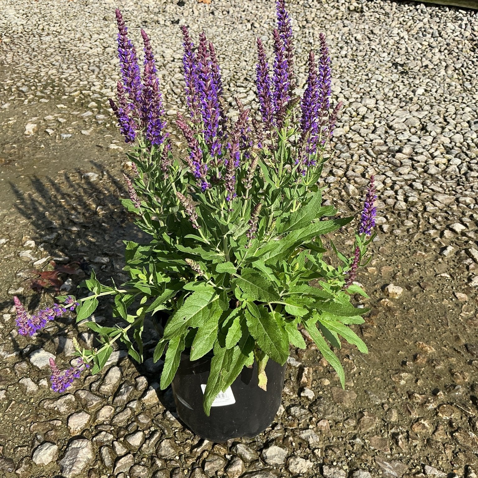 East Friesland Salvia in a black nursery container displaying tall purple flower spikes above green foliage on a gravel surface.