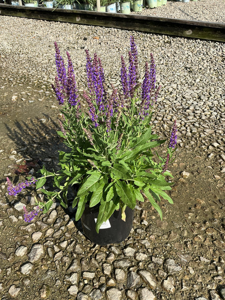 East Friesland Salvia in a black nursery container displaying tall purple flower spikes above green foliage on a gravel surface.