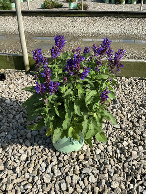 Blue Marvel Salvia in a nursery container displaying dense violet-blue flower spikes above green foliage on a gravel bed.