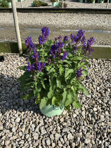 Blue Marvel Salvia in a nursery container displaying dense violet-blue flower spikes above green foliage on a gravel bed.