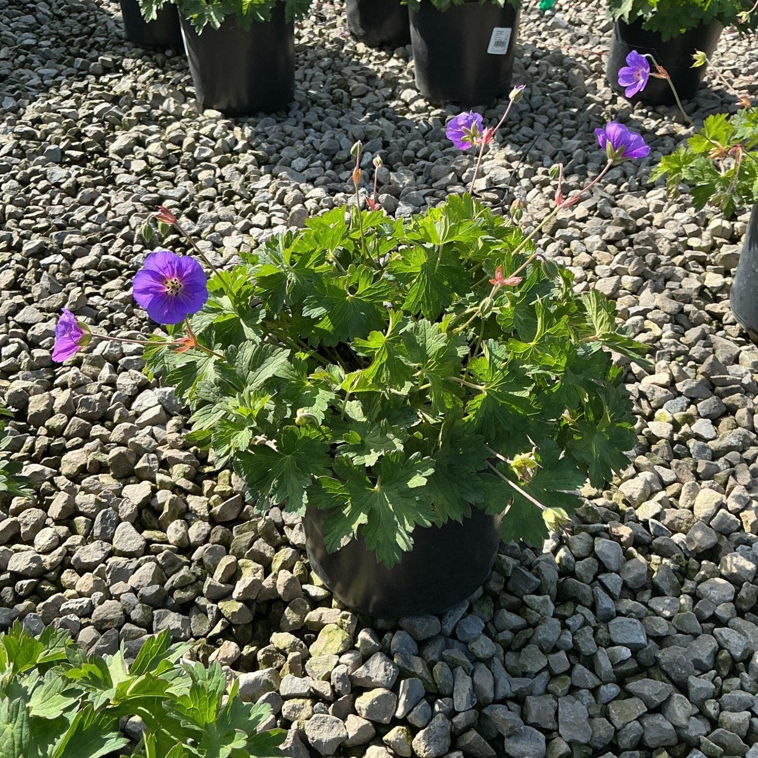 Rozanne Hardy Geranium in a black nursery container with vibrant violet-blue blooms, displayed on a gravel surface.