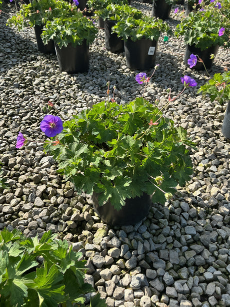 Rozanne Hardy Geranium in a black nursery container with vibrant violet-blue blooms, displayed on a gravel surface.