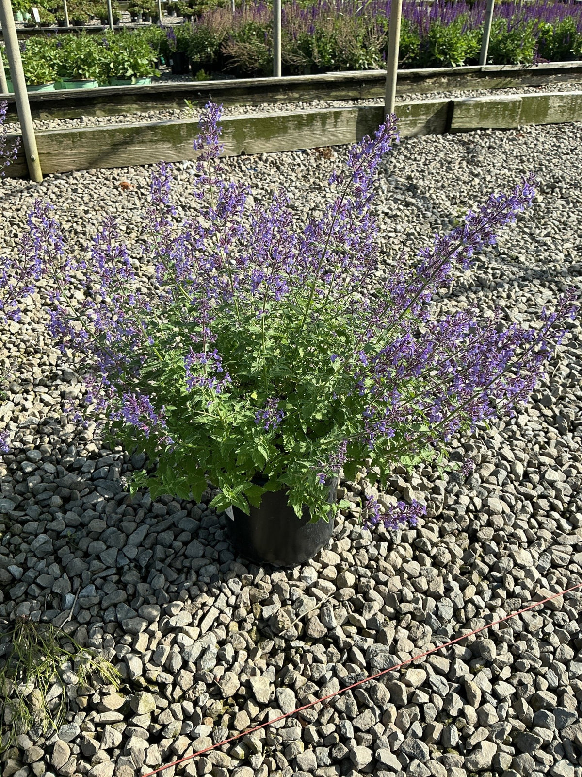 Junior Walker Catmint in a black nursery container, covered in spiky violet-blue blooms on a gravel display bed.