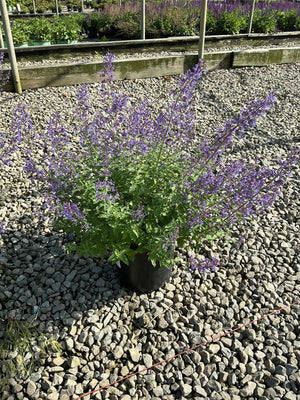 Junior Walker Catmint in a black nursery container, covered in spiky violet-blue blooms on a gravel display bed.
