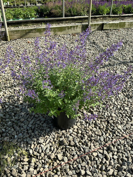 Junior Walker Catmint in a black nursery container, covered in spiky violet-blue blooms on a gravel display bed.