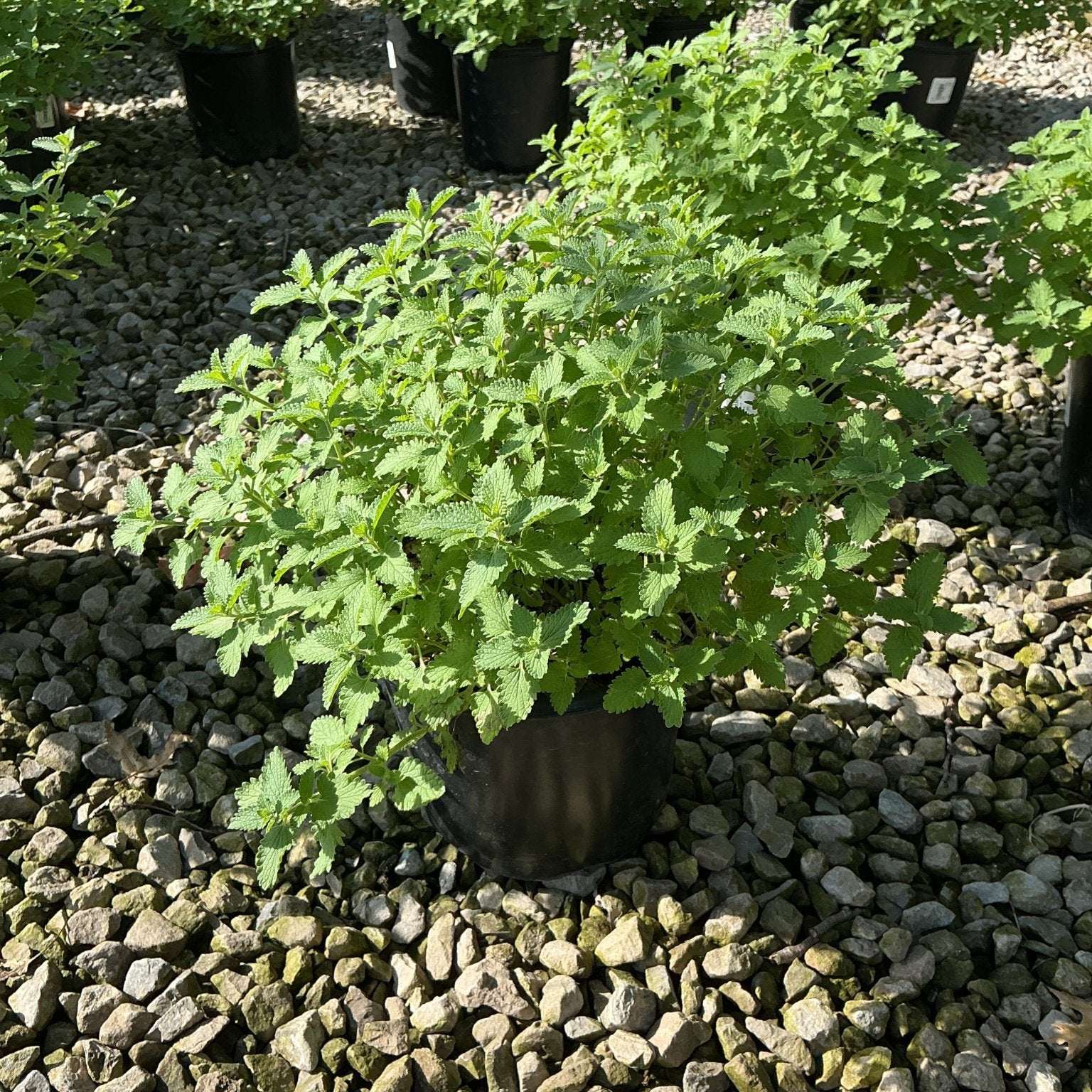 Walker's Low Catmint in a black nursery container, showing dense mounding green foliage on a gravel surface.