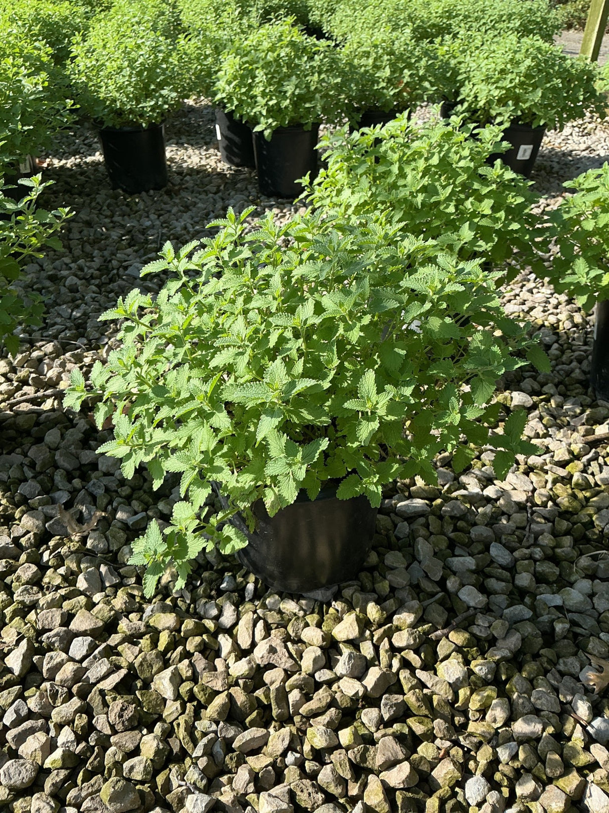 Walker's Low Catmint in a black nursery container, showing dense mounding green foliage on a gravel surface.
