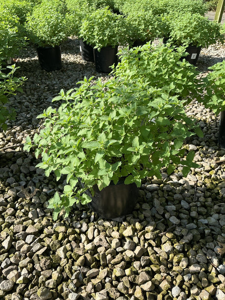 Walker's Low Catmint in a black nursery container, showing dense mounding green foliage on a gravel surface.