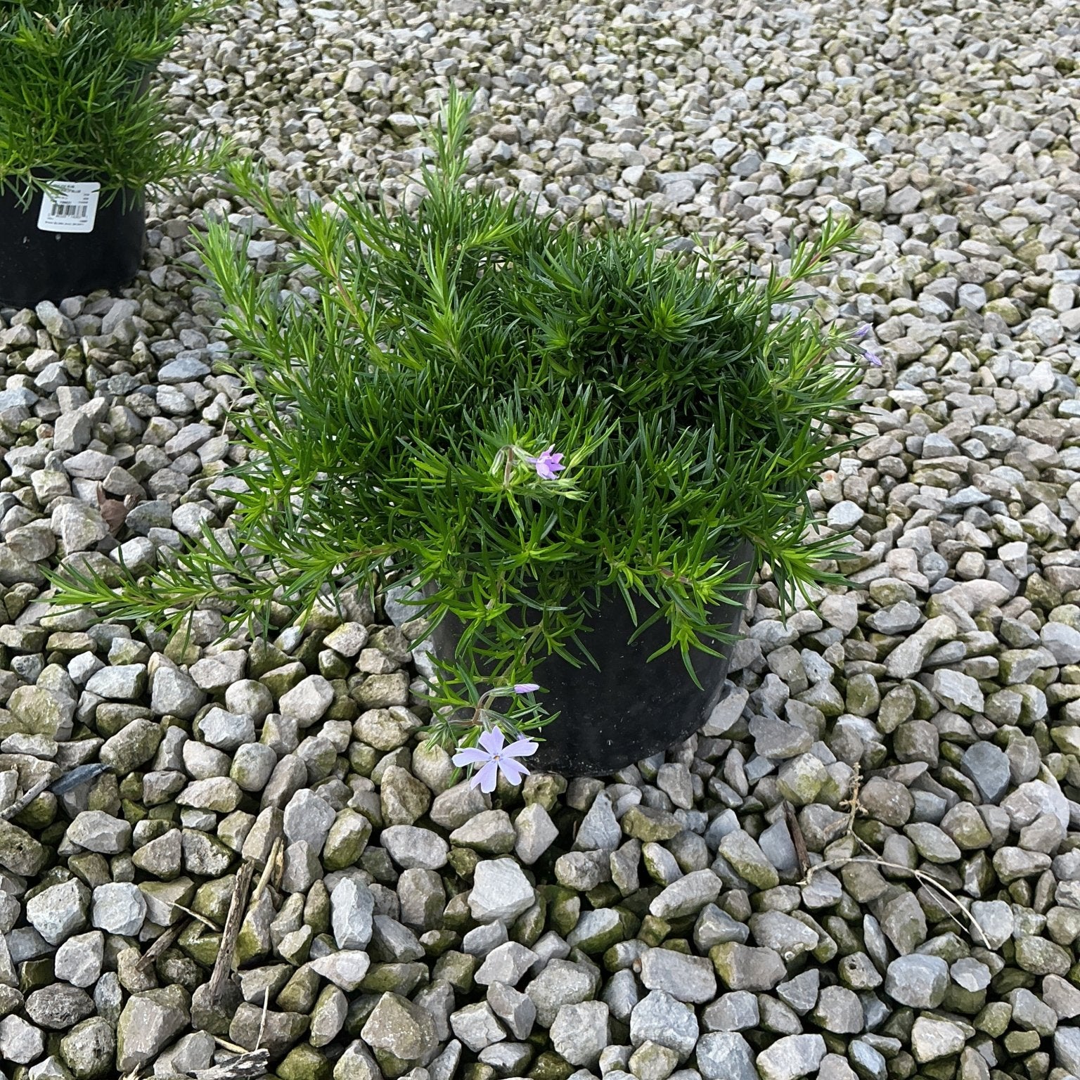 Emerald Blue Creeping Phlox in a nursery container showing needle-like foliage and soft lavender blooms on gravel.