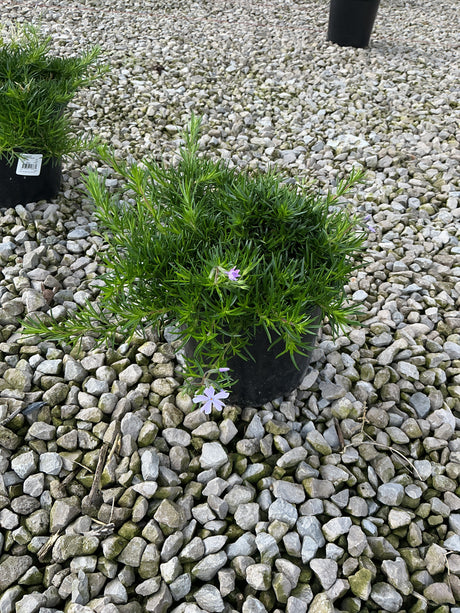 Emerald Blue Creeping Phlox in a nursery container showing needle-like foliage and soft lavender blooms on gravel.