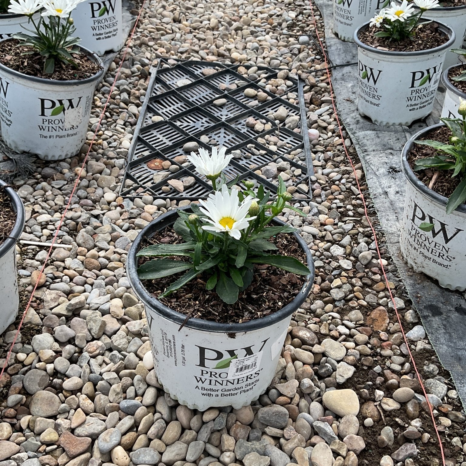 Daisy May Shasta Daisy in a Proven Winners #1 container with white blooms and yellow centers, displayed at a nursery.