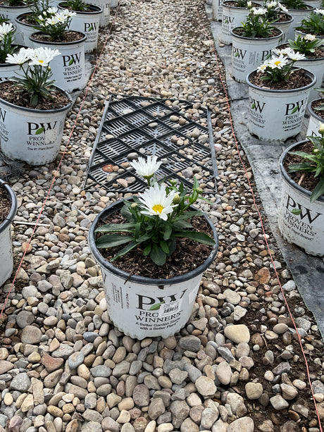 Daisy May Shasta Daisy in a Proven Winners #1 container with white blooms and yellow centers, displayed at a nursery.