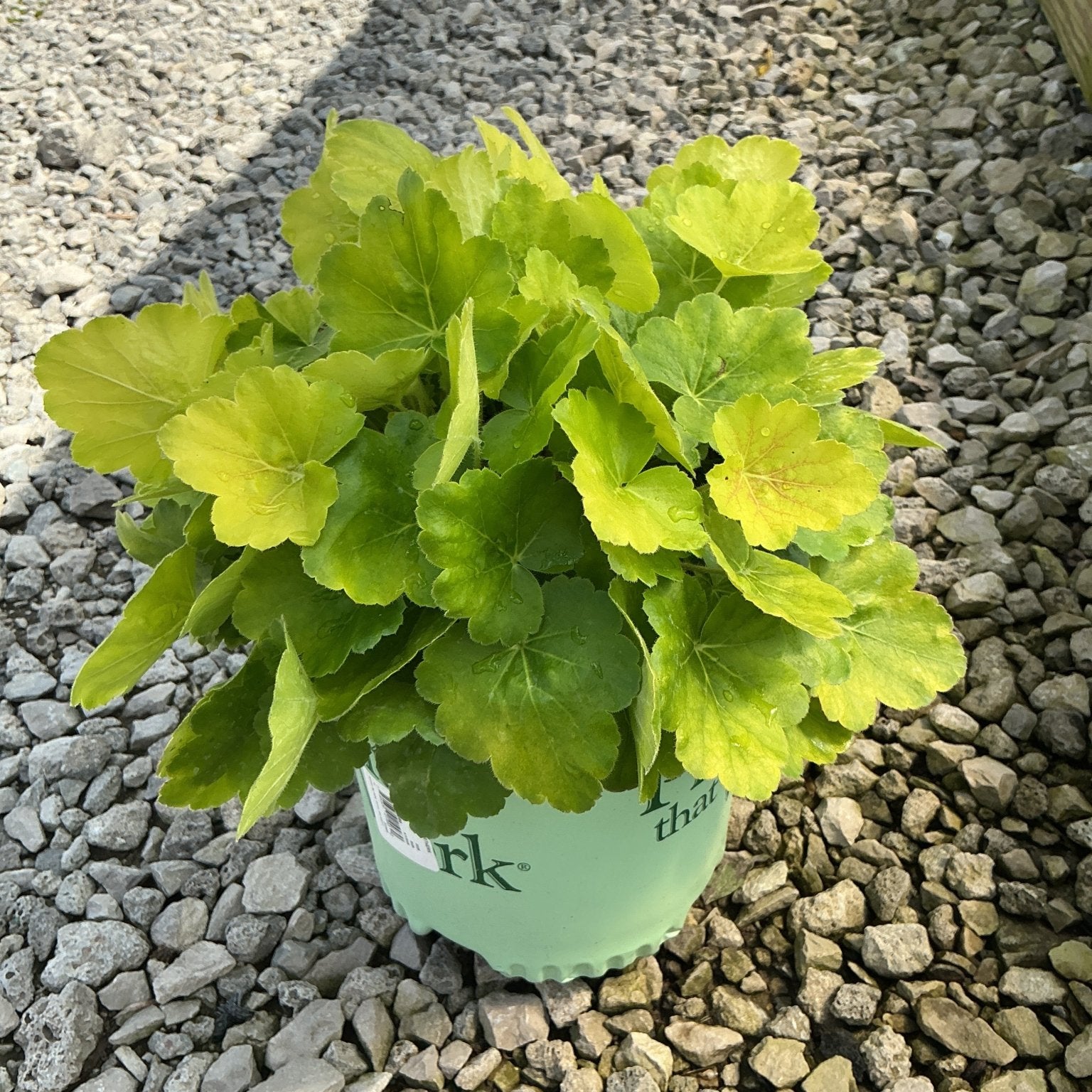 Northern Exposure Sienna Coral Bells in a nursery container showing bright chartreuse-green scalloped foliage on gravel.