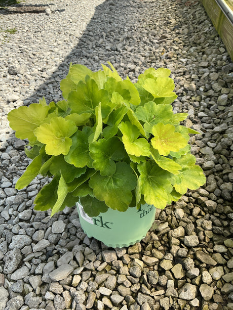 Northern Exposure Sienna Coral Bells in a nursery container showing bright chartreuse-green scalloped foliage on gravel.
