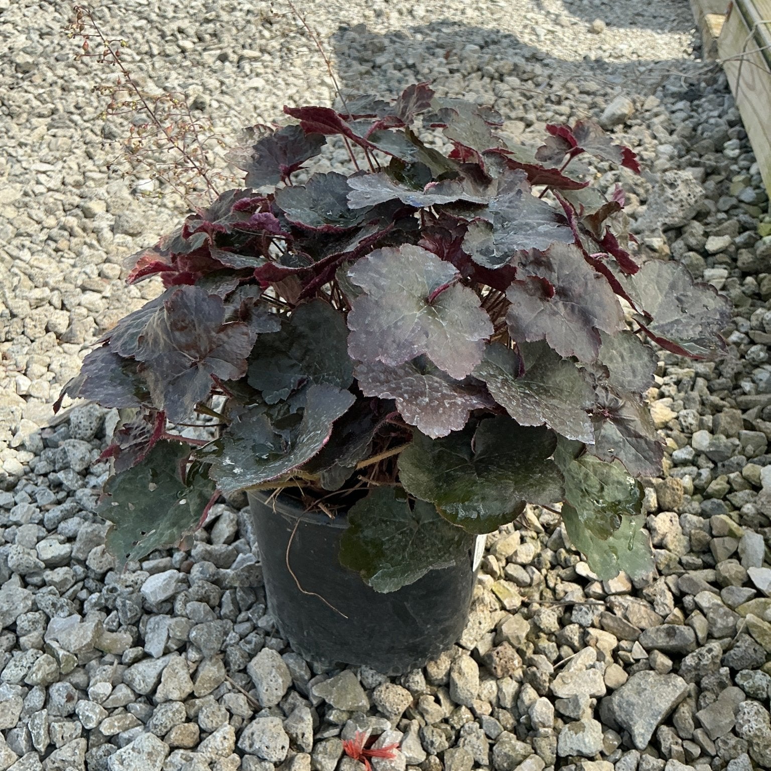 Palace Purple Coral Bells in a #1 container, showing deep burgundy-purple foliage on a gravel nursery surface.